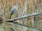 Great Blue Heron