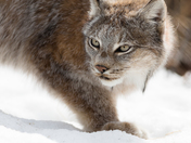 Canadian lynx