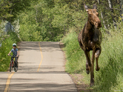 Close Encounter of the Moose Kind