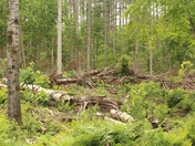 goverment needs her monay 