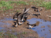 Louisbourg also Home for swallows