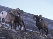 Bighorn sheep