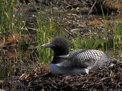 Common Loon