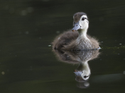 Wood Duckling