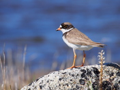 Semipalmated Plover