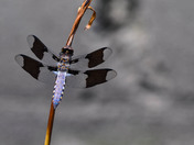 Whitetail Dragonfly
