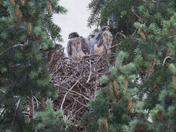 Peregrine Falcon Chicks
