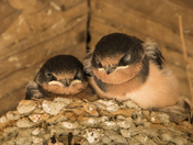 Young Barn Swallows (6653)