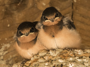 Young Barn Swallows (6597)