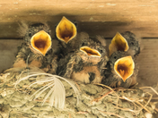 Young Barn Swallows (5548)