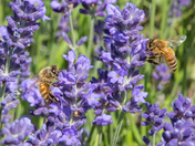 Bees on Lavender Flowers