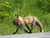 The Fox and the Hare