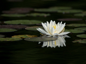 Water Lily and Lily-pads