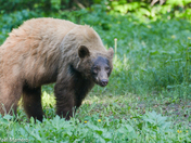 Cinnamon Black Bear