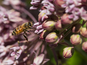 Stop and smell the flowers