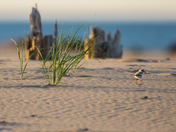 Piping Plover