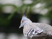 Crested Pigeon