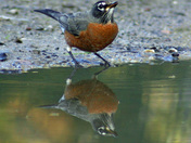 Two for the price of one