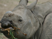 Male Indian Rhino Calf toronto zoo