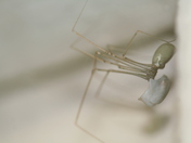 Long Bodied Cellar spider