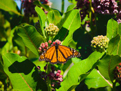 Monarch Butterfly