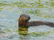 Mama Otter Watching for her kids