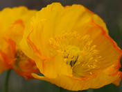 Iceland Poppy
