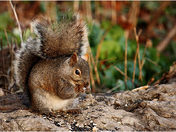Gray Squirrel feeding