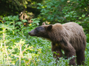 Black Bear and wildflowers 
