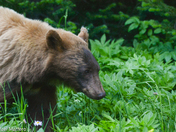 Black Bear and wildflowers 