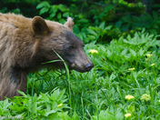 Black Bear and wildflowers 