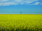 Canola Field