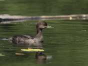Merganser hanging out on the lake