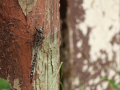 Inspect these Insects.