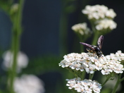 Inspect these Insects.