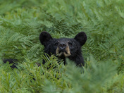 How's There says the Bear