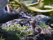 Feeding time.Black terns Point Pelee Ontario.