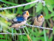 Swallow Fledglings