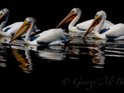 Pelicans