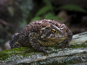 Forest Toad