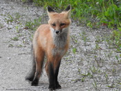 Red Fox