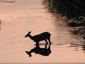 Deer At Sunset
