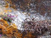 Juvenile Rough-legged Hawks
