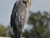 Heron