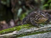 Forest Toad