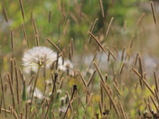 Prairie Fields 