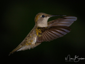 Ruby Throated Hummingbird