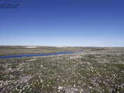 Summer colours in the high arctic with arctic flowers on the tundra