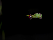 Leaf on a Pond