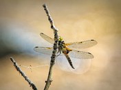 Four-spotted Skimmer
